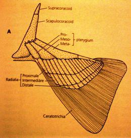 Difycerkní Homocerkní Ocasní ploutev hlavní generátor pohybu ploutvovc Kostra kon etin: apomorfie Gnathostomata endoskelet (chrupav itý) kon