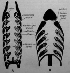 " septum horisontale Gnathostoma: epaxonické a hypaxonické svalstvo (srv. axiální vs.