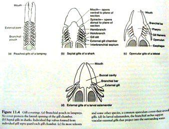 funkční aspekt myologie funkční oposice (extensory, flexory), inervace Dýchací systém " kožní