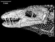 Obratlovci T lesný plán Craniata Tělesný plán Craniata " Metamerní segmentace (Hox):