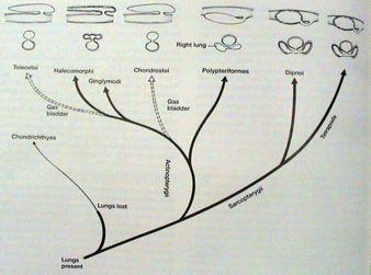 vaky Dipnoi a Cladistia Plíce Tetrapoda Plíce a