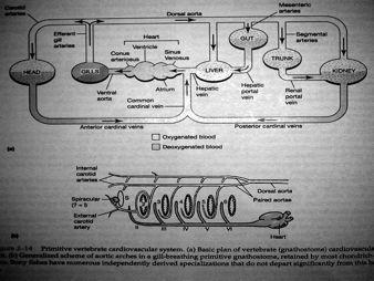 hemoglobin, erythrocyty, leuco-, lymfo-, thrombocyty