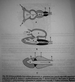 Srdce ploutvovc : ductus Cuvieri, Žilný splav (sinus venosus) P edsí (atrium) Komora (ventriculus) Conus arteriosus