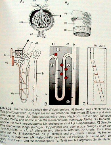 Bowmanův váček (Malphigiho tělísko) + proximální a distální kanálek (tubulus), primární močovod -