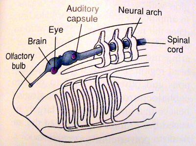 Apomorfie Craniata: " Hlava, mozek, smysly " Mineralisované tkán :