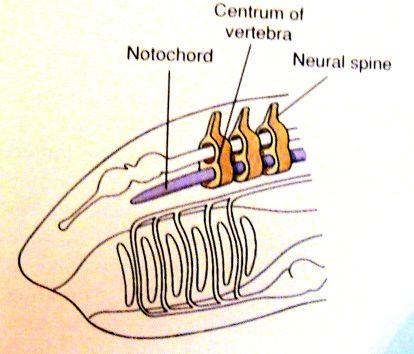 t lesné organisace diferenciace mesodermu Diferenciace mesodermu "