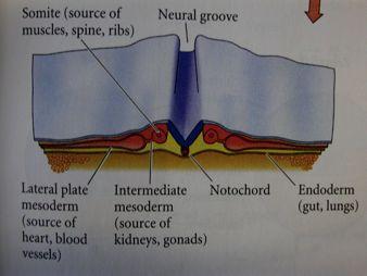 (viscerální) mesoderm (hypoderm) (nesegmentován - laterální destička