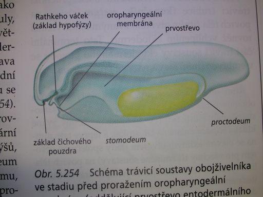 struktur: Časná diferenciace mesodermu: 1) chorda vs. 2.