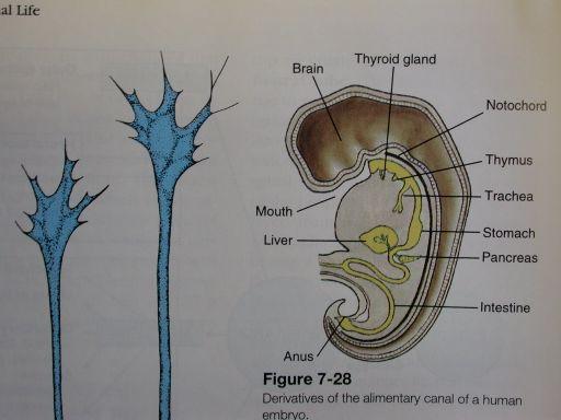 Diferenciace endodermálních struktur: Faryngotremie, endostyl: