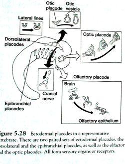 Chemorecepce (čich, chuť), mechanorecepce (polohový orgán,