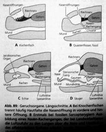 magnetorecepce, zrak) " Vznikají na hlavě (plakody) Embryogenese