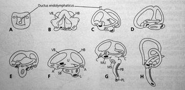 mechanorecepce - neuromasty crista ampullae macula Myxini