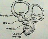 3), ampulae a crista ampularis, utriculus, sacculus a