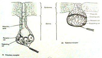 " Lorenziniho ampule (paryby) vs.