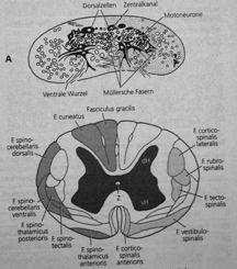 povrch těla - neurální skelet " CNS (mícha+mozek):