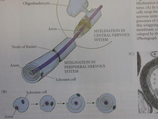 Mozek - embryogenese " (1)