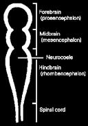 rhombencephalon