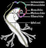 smyslový) + diencephalon