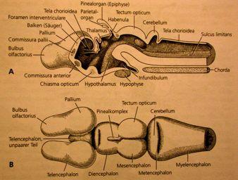 (mesencephalon),