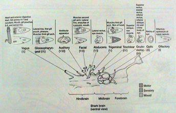 opticus, 8 vestibulocochlearis "