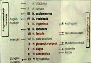 facialis, 10-11 vagus +accessorius,