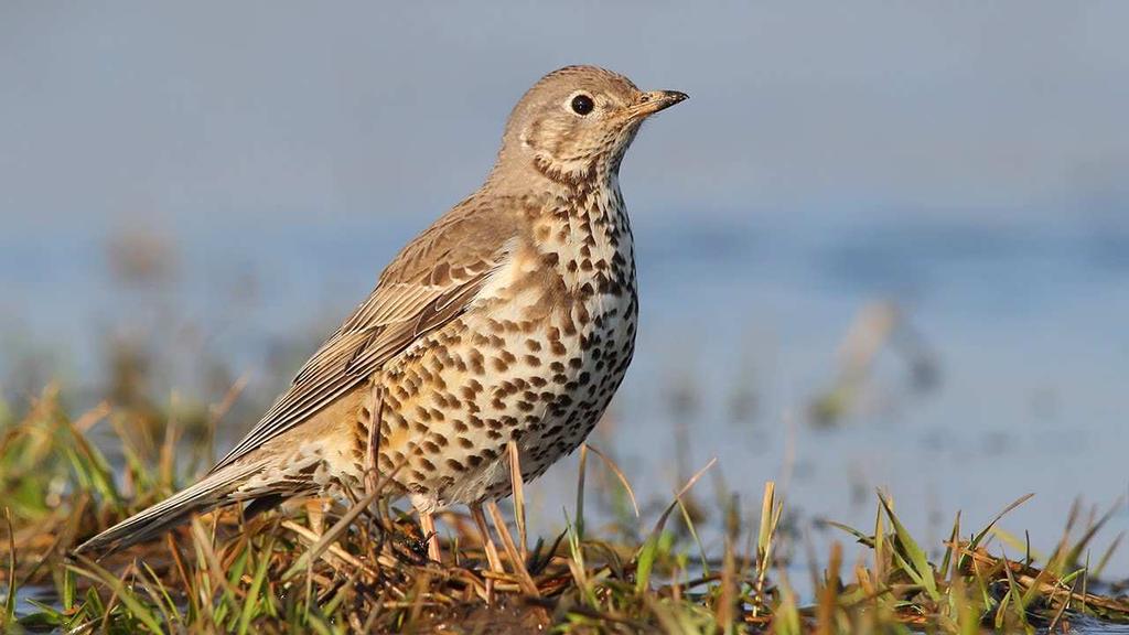 Drozd brávník (Turdus viscivorus) většina Evropy a část Asie v ČR je pravidelně hnízdícím druhem na celém