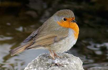 Červenka obecná (Erithacus rubecula) většina Evropy, odkud zasahuje v západní Sibiři do Asie, a také SZ Afrika v ČR