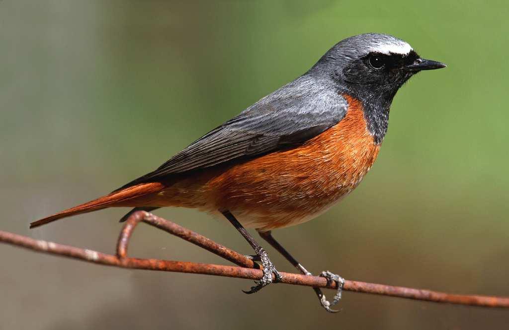 Rehek zahradní (Phoenicurus phoenicurus) téměř celá Evropa a dále na východ až po západní Asii,