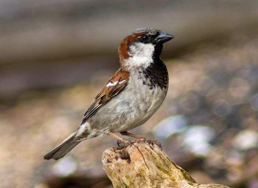 Vrabec domácí (Passer domesticus) jeden z nejrozšířenějších druhů na světe výskyt v Eurasii, uměle vysazen v Americe, subsaharské