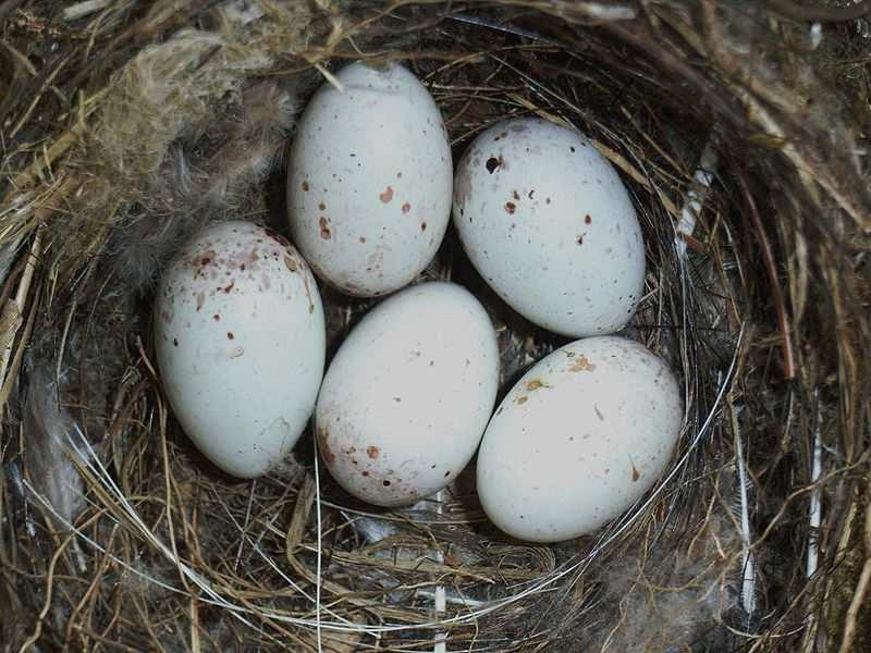 Zvonek zelený (Chloris chloris) miskovité hnízdo ve větvích stromů a keřů obsahuje 4-6 vajec sedí na