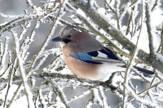 Sojka obecná (Garrulus glandarius) obývá celou Eurasii (kromě severu), zasahuje i do S Afriky u nás je rozšířená na