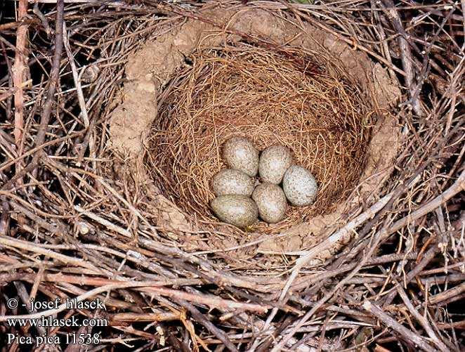 Straka obecná (Pica pica) samice snáší v dubnu 5-8 vajec, někdy i 10 (sama na nich sedí)