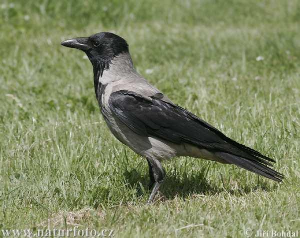 Vrána šedá (Corvus cornix) větší než v.