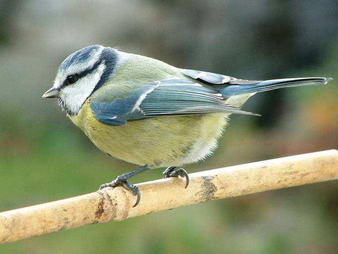 Sýkora modřinka (Cyanistes caeruleus) o něco menší než koňadra ve zbarvení převládá světle modrá barva, zejména na hlavě,