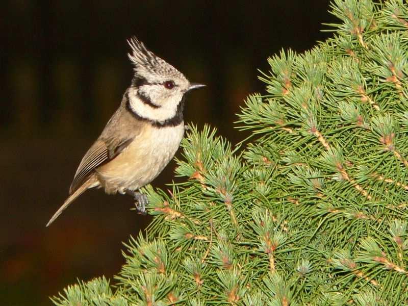 Sýkora parukářka (Lophophanes cristatus) je hojným obyvatelem jehličnatých porostů drobná