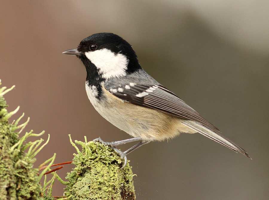 Sýkora uhelníček (Periparus ater) menší než modřinka celkovým zbarvením připomíná malou