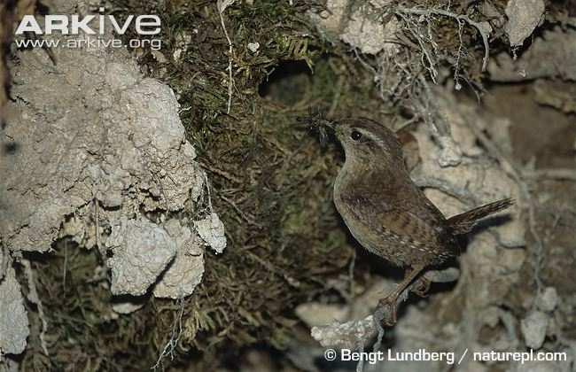 Střízlík obecný (Troglodytes troglodytes) zdržuje se v hustých porostech, z nichž vyletuje zřídka obývá všechny typy lesů, zeleň u vodních toků, parky hnízdo je kulovití stavba s postranním vchodem