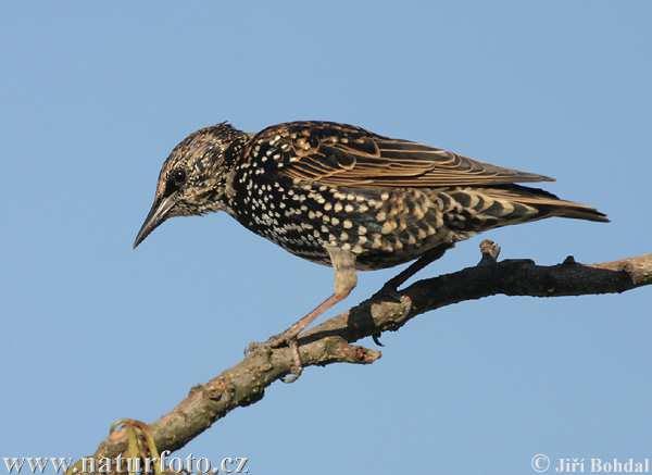 Špaček obecný (Sturnus vulgaris) váží 60-90 g porostlý leskle černým opeřením, které ve