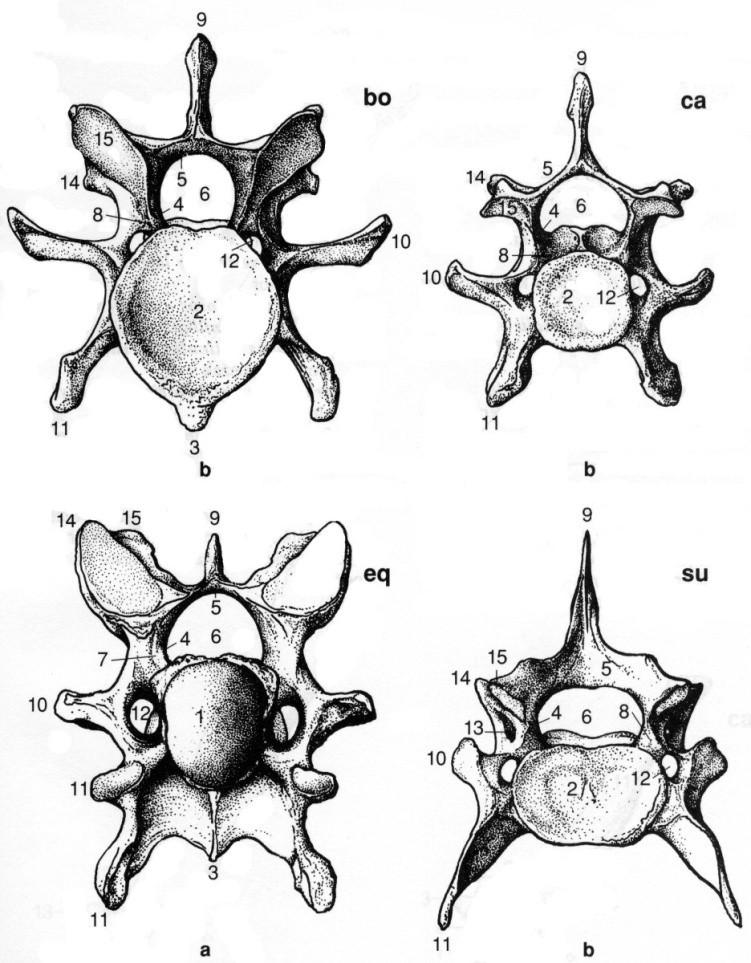 Krční obratle (vertebrae cervicales): bos - dlouhé silné tělo, vysoký a silný oblouk a široký