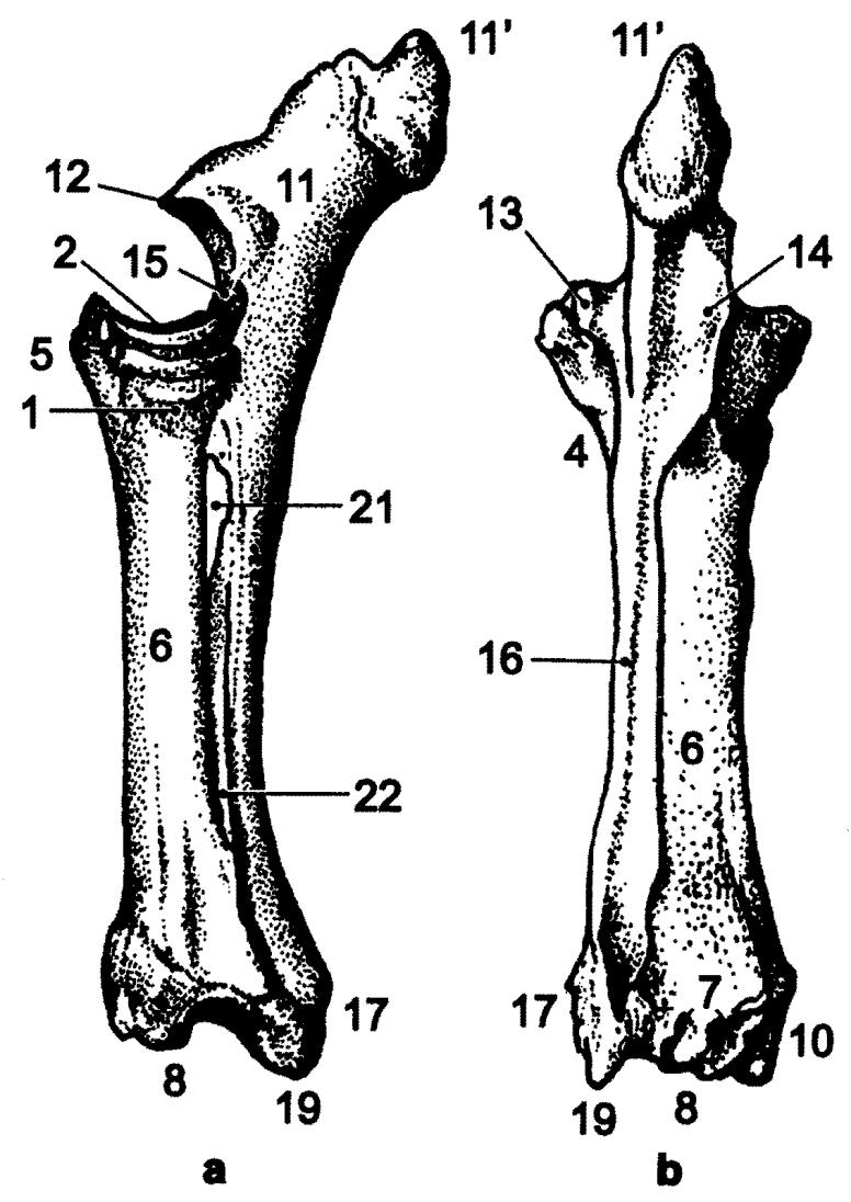 Loketní a vřetenní kost (ulna et radius): 1: hlavice vřetenní kosti (caput radii) 2: jamka hlavice vřetenní kosti (fovea capitis radii) 4: krček vřetenní kosti (collum radii) 5: drsnatina vřetenní