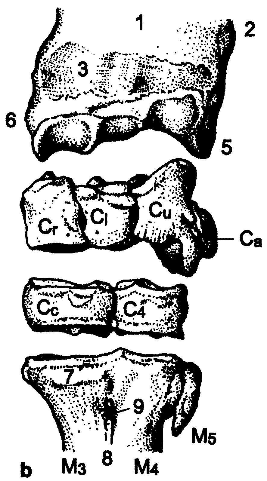 Zápěstní kosti (ossa carpi): 1: vřetenní kost (radius) 2: loketní kost (ulna) 3: žlab pro šlachu vřetenního natahovače karpu (sulcus musculi extensoris carpi radialis) 5: bodcovitý výběžek loketní