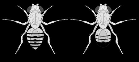 13 Modelový organizmus Drosophila melanogaster 13.