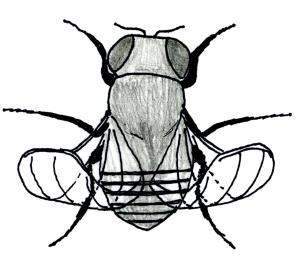 13 Modelový organizmus Drosophila melanogaster Mutantní linie: U drozofil je vyšlechtěna celá řada mutantních linií s rozdílnými geneticky založenými znaky (barva očí a těla, morfologie