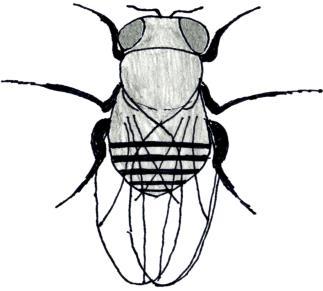 Mutace Symbol Fenotyp White w bílé oči Vestigial vg zakrnělá křídla Curly cy křídla zahnutá nahoru Yellow y žluté zbarvení těla Ebony e černé zbarvení těla Eyeless ey redukované oči