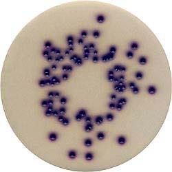 2; 5- bromo-4-chloro-3-indoxyl-beta-d-glucuronic acid 0.1; isopropyl-beta- Dthiogalactopyranoside 0.1. ph: 6.8 ± 0.2 at 25 C.