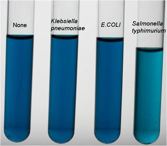 Rappaport-Vassiliadis Salmonella Enrichment Broth RAPPAPORT a VASSILIADIS (RVS Broth) obohacené bujóny pro salmonely Složení (l): pepton ze soji 4,5 g, hexahydrát chloridu hořečnatého 29 g; NaCl 8 g;