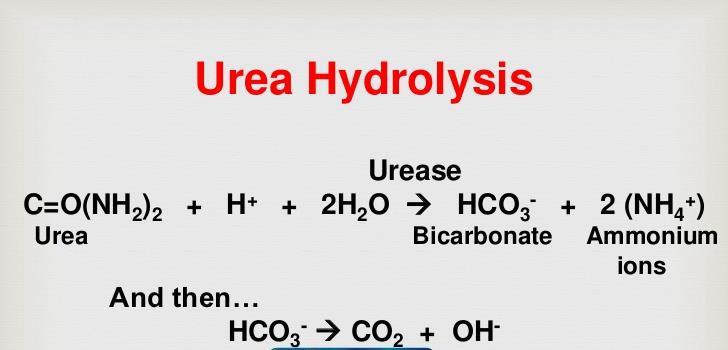 2) Zásaditá reakce v důsledku hydrolýzy močoviny růžová barva Složení g/l Pepton ze zvířecí tkáně 1.000 Dextróza 1.000 Chlorid sodný 5.000 Hydrogenfosforečna disodný 1.