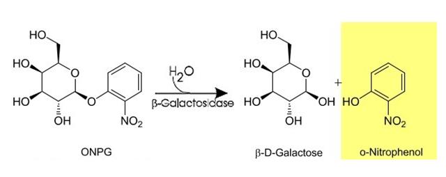 - ONPG je hydrolyzováno na žlutý o-nitrofenol a galaktózu Laktózu fermentující bakterie (ONPG positive): Dva enzymy Permeáza přenos molekul laktózy do buňky β-galactosidáza