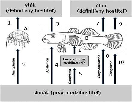 e) V prípade prvoka Toxoplasma gondii sa predpokladá, že parazit manipuluje medzihostiteľom (myšou, potkanom) takým spôsobom, aby bol rýchlejšie korisťou definitívneho hostiteľa, v tomto prípade