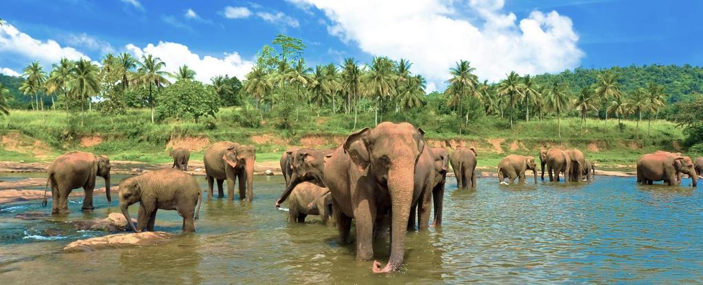 Marco Polo označil Srí Lanku, známu aj pod názvom Cejlón, za najkrajší ostrov na svete.